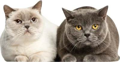 Produktbild von Katzen Fensterbild Fensterfolie - statisch haftend selbstklebend wiederablösbar - dv_1110
