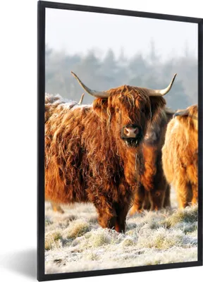 Produktbild von MuchoWow® Gerahmtes Poster Schottische Highlander - Schnee - Wald 60x90 cm - Poster mit Schwarzem Bilderrahmen Wandposter Rahmen Foto Bilder - Kunst