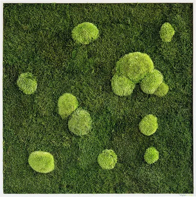 Produktbild von Moosbild Wald & Kugelmoos I 80x80 cm