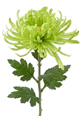 Productafbeelding van Clayre & Eef Kunstbloem Groen, kunststof
