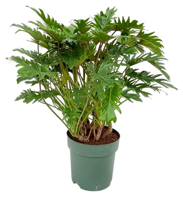 Produktbild von Trendyplants - Philodendron Xanadu - Zimmerpflanze - Höhe 70-90 cm - Topfgröße Ø22cm