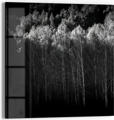 Produktbild von DEQORI Glasbild Echtglas 50x50 cm 'Stille des Waldes' Wandbild Bild modern Deko