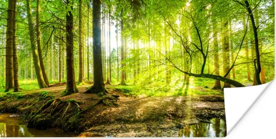 Produktbild von MuchoWow® Poster Wald - Landschaft - Wasser - Bäume - Sonne - Grün - Natur 40x20 cm - Poster für die Wand - Poster Schlafzimmer