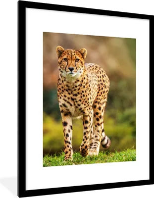 Produktbild von MuchoWow® Gerahmtes Poster Wildtiere - Gras - Leopard - Natur 60x80 cm - Poster mit Schwarzem Bilderrahmen Wandposter Rahmen Foto Bilder - Wohnzimmer - Dekorationen - Prämie