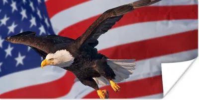 Produktbild von MuchoWow® Poster Amerikanischer Weißkopfseeadler vor der amerikanischen Flagge 40x20 cm - Poster für die Wand - Poster Schlafzimmer