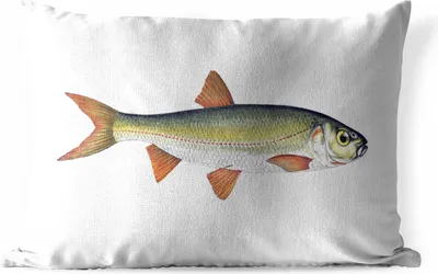 Produktbild von MuchoWow® Outdoor Kissen - Realismus - Fisch - Karpfen - 60x40 cm - Wetterfest - Lounge Kissen - Zierkissen - Kissen für Innenräume