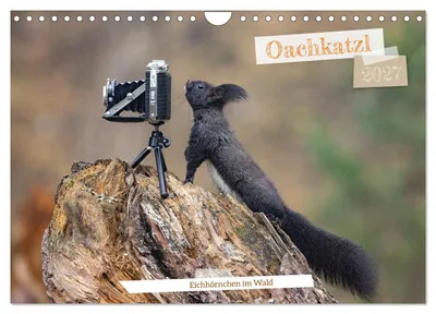 Produktbild von Oachkatzl (Wandkalender 2027 DIN A4 quer), CALVENDO Monatskalender