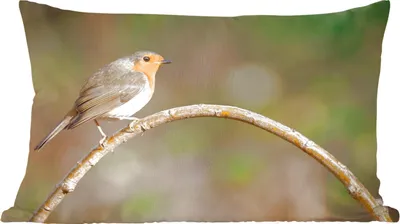 Produktbild von MuchoWow® Zierkissen Sofakissen Wohnzimmer Dekokissen 60x40 cm Rotkehlchen - Vogel - Natur - Kopfkissen - Polster mit Foto