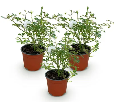 Produktbild von Green boutiQ - Gartenrose - Rosa White Fairy - Rose - Winterhart - Weiß - 3 Pflanzen - Topf 12cm - Höhe 20-25cm