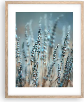 Produktbild von Gerahmtes Poster - Rahmen in heller Eiche - Lavendel Klinge Blume - 40x50 cm - Wand Bild - Wanddeko - Wandbilder - Kunstposter - Wandposter - Bilderrahmen - Bilder - Kunstdruck - P2NPA40x50-4986
