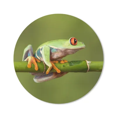 Produktbild von MuchoWow® Mauspad Mousepad Rotäugiger Quecksilberfrosch auf Bambus 20x20 cm - Mousepads - Maus Mat - Pad - Mausunterlage - Schreibtischmatte