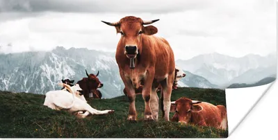 Produktbild von MuchoWow® Poster Tiere - Kuh - Berg 150x75 cm - ohne Rahmen