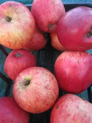 Produktbild von Apfelbaum Wintertaubenapfel - Malus domestica - 140-150cm