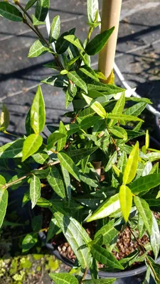 Image de Trachelospermum jasminoides 'Wilsonii' / Jasmin étoilé