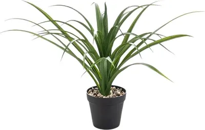 Produktbild von Emerald Künstliche Yucca - Basti | 35 cm, UV-beständig, für draußen, Kunstbaum, wie echt, Allergiker geeignet, pflanzliche Dekoration Praxis, Office & Wohnzimmer
