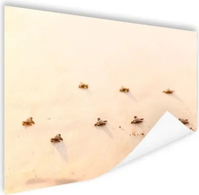 Produktbild von MuchoWow® Poster Baby-Schildkröten Fotodruck 180x120 cm - Fotoplakat