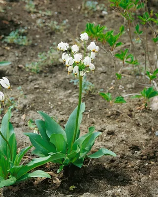 Zdjęcie produktu dla Alpenveilchen (Dodecatheon meadia), w doniczce