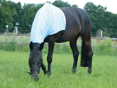 Immagine prodotto di Busse eczema collo EXTENSIVE ZIP, taglia:L, colore:azzurro