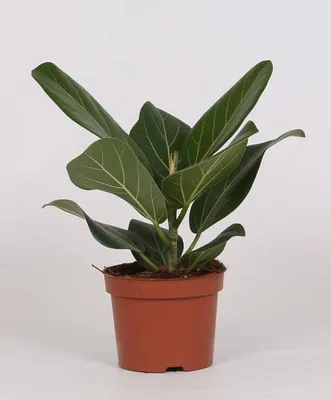 Obrázok produktu pre Figovník banyán Ficus Bengalensis, izbová rastlina, priemer 12 cm, výška 25 cm, nenáročná na starostlivosť, dekorácia