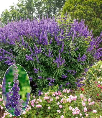Produktbild von BALDUR Garten 2x Mönchspfeffer 'Queen Bee®', Pflanzen im 9x9 cm-Topf, extrem lange Blütezeit & Bestäubermagnet, erinnert an Sommerflieder, winterhart & mehrjährig, pflegeleicht, robust