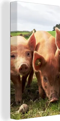 Produktbild von MuchoWow® - Leinwandbilder - Schweine - Groß - Tiere, Wandbild, Wanddeko Bilder Wohnzimmer, 40x80 cm