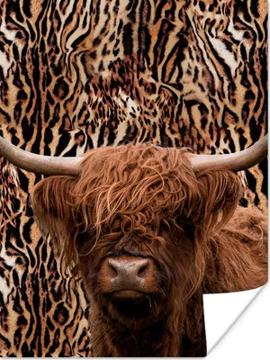 Produktbild von MuchoWow® Poster Schottischer Highlander - Pantherdruck - Kuh 90x120 cm - Wohnzimmer