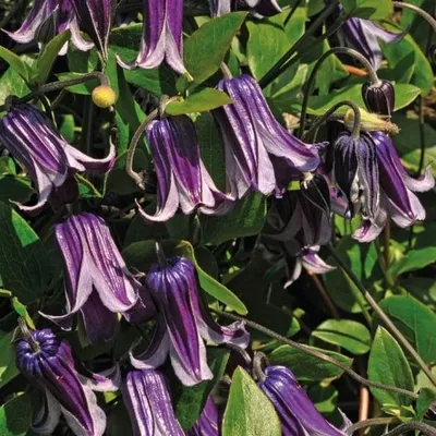 Obrázek produktu pro Clematis Rooguchi 2L