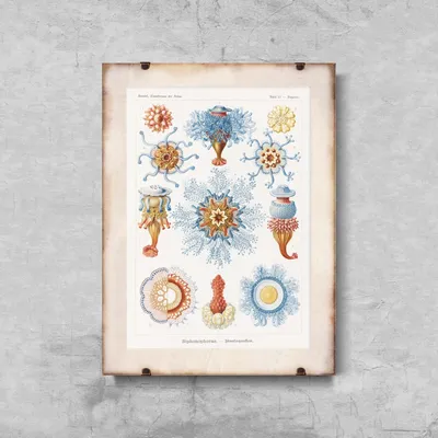 Produktbild von Poster - Canvas - Leinwand - 29,7 cm x 42 cm - Seetier Siphonophorae