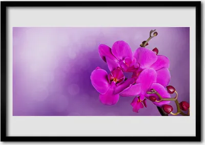 Produktbild von Bild 70x50 MDF-Rahmen Wandkunst Orchid Petals Blumen