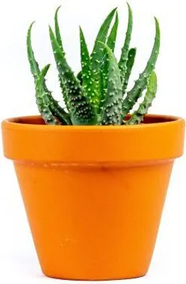 Obrázok produktu pre Gardners Aloe Humilis, priemer 6 cm