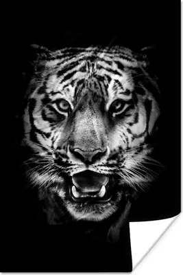 Produktbild von MuchoWow® Poster Tiger Kopf auf schwarzem Hintergrund - schwarz und weiß 40x60 cm - Plakate für die Wand - Poster Babyzimmer