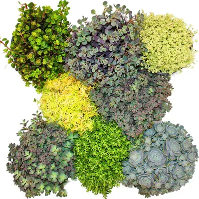 Obrázok produktu pre 8 odolných rastlín rodu Sedum – rastlina rodu Sedum – pestrá hra farieb