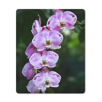 Produktbild von MuchoWow® Mauspad Mousepad Blühende Orchideen 30x40 cm - Mousepads - Maus Mat - Pad - Mausunterlage - Mausmatten