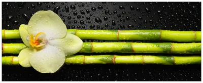 Produktbild von Wallario Wandbild aus Acryl, 200 x 80 cm, freischwebende Optik - Grüne Orchidee mit Bambus auf schwarz - Regentropfen