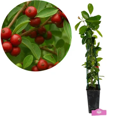 Obrázek produktu pro Psidium cattleianum "Red", guava jahodová, výška 50-60 cm, 2litrový květináč