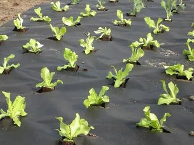 Produktbild von Gartenvlies 1,6 x 100m Pflanzvlies 50g Unkrautvlies Schutzvlies Unkrautfolie Unkrautschutz schwarz