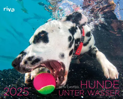 Image de Chiens sous l'eau 2025