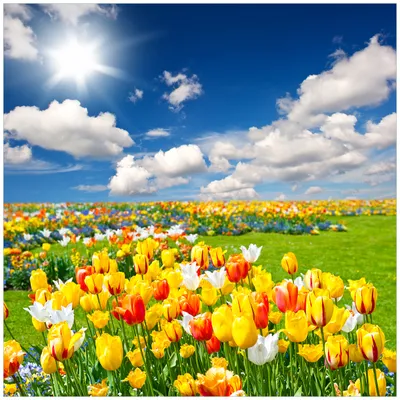 Produktbild von Wallario Möbeldesign -  Glasplatte, Schutzplatte mit Motiv - geeignet für Ikea Lack Tisch, Größe: 55 x 55 cm, Motiv: Tulpenwiese unter blauem Himmel