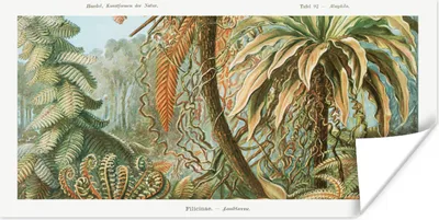 Produktbild von MuchoWow® Poster Vintage - Alte Meister - Farne - Pflanzen - Natur 80x40 cm - Wanddeko