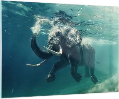 Produktbild von Bilder auf glas - Elefant Tier Wasser - 100x70cm - Glasbilder - Wandbilder - Kunstdruck - zum Aufhängen bereit - Wanddekoration aus Glas - Glas Bilder - Wandbild auf Glas - Einteilig - GAA100x70-3944