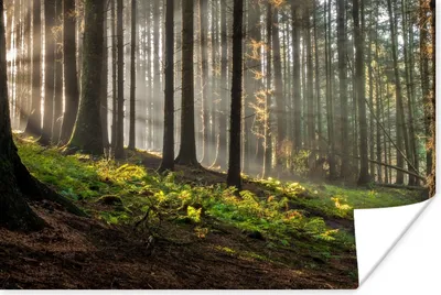 Produktbild von MuchoWow® Poster Sonne - Äste - Bäume - Wald - Natur 60x40 cm - Schlafzimmerdekoration