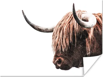 Produktbild von MuchoWow® Poster Schottischer Highlander - Kuh - Hoorn 160x120 cm - Foto Plakat