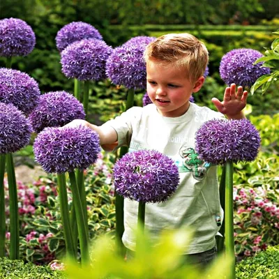 Obrázok produktu pre Cibuľky kvetov Cibuľky Allium Ambassador 1 ks.