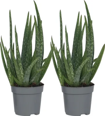 Image de Aloe vera - Set de 2 - Aloe barbadensis - Hauteur 25-40cm - ⌀10,5cm