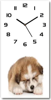 Produktbild von Wanduhr aus Glas – 30x60 cm - Glasbild - Glasuhr - Gehärtetes Glas -Akita-Welpe