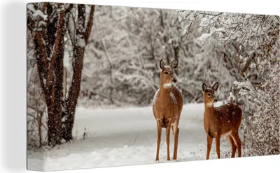 Produktbild von MuchoWow® - Leinwandbilder - Hirsche - Schnee - Bäume, Wandbild, Wanddeko Bilder Wohnzimmer, 80x40 cm