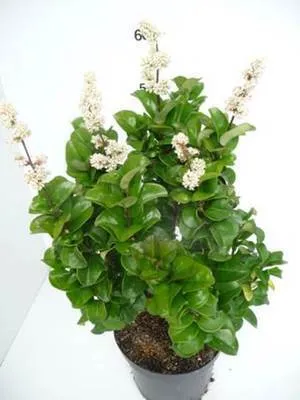 Immagine prodotto di Ligustrum jap. 'Rotundifolium' - ligustro 20- 25 cm - contenitore