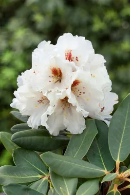 Produktbild von Rhododendron rex 'Rexima', Rhododendron, 30–40 cm, beeindruckend