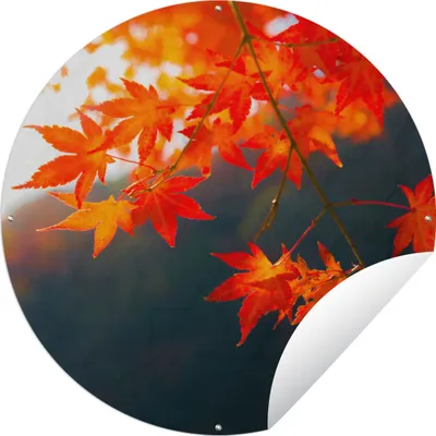 Produktbild von MuchoWow® Gartenposter Outdoor-Poster Rund Herbstblätter in Japan Ø 60 cm Gartendeko Rundes Poster draußen