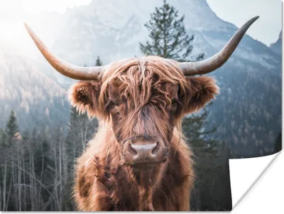 Produktbild von MuchoWow® Poster Schottischer Hochländer - Kuh - Tiere - Berg - Natur 40x30 cm - Plakate für die Wände - Poster Wohnzimmer
